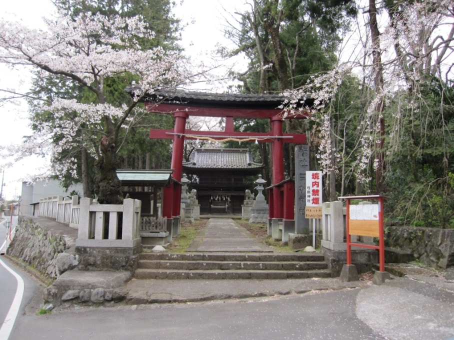 桜咲く頃の鳥居